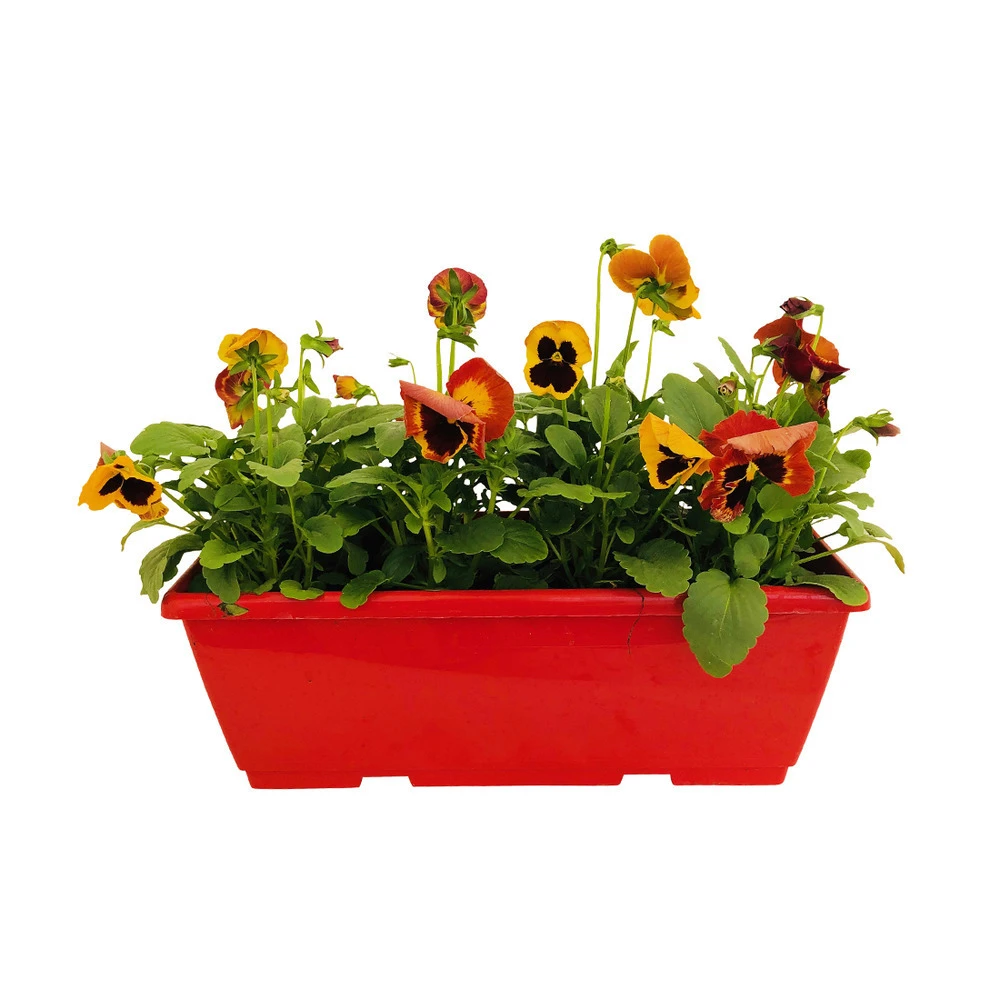 Pensée : Jardinière Colorée 40 Cm - Coloris Variables 8 Pensée : Jardinière Colorée 40 Cm - Coloris Variables – Image 6