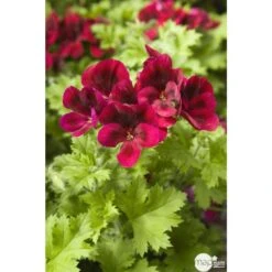 Géranium 'Calliope Dark Red' : Pot 4,5 Litres -VIDA Plantes Magasin 435476 001
