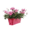 Geranium Interspécifique:jardinière 50 Cm - Coloris Variables -VIDA Plantes Magasin 435586 002