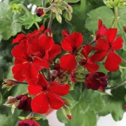 Geranium Interspécifique:jardinière 50 Cm - Coloris Variables -VIDA Plantes Magasin 435586 005