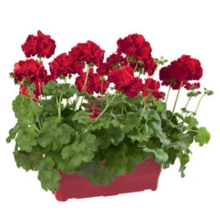 Geranium Interspécifique:jardinière 50 Cm - Coloris Variables -VIDA Plantes Magasin 435586 006
