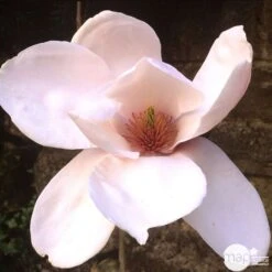 Primevères En Jardinière De 40cm Couleur - Coloris Variables -VIDA Plantes Magasin 440466 006