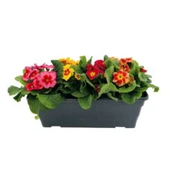 Primevères En Jardinière De 40cm Couleur - Coloris Variables -VIDA Plantes Magasin 440466 008