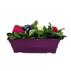 Primevères En Jardinière De 40cm Couleur - Coloris Variables -VIDA Plantes Magasin 440466 010