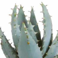 Gasteria, Haworthia Et Leurs Caches-pots, Box De 5 Plantes - H11cm, ø6,5cm - Plantes D'intérieur -VIDA Plantes Magasin 442d1c683b3d163f