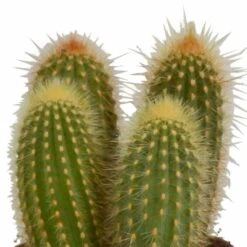 Cactus, Box De 3 Plantes - H15cm, ø10,5cm - Plantes D'intérieur -VIDA Plantes Magasin 446043fb59ca02cc