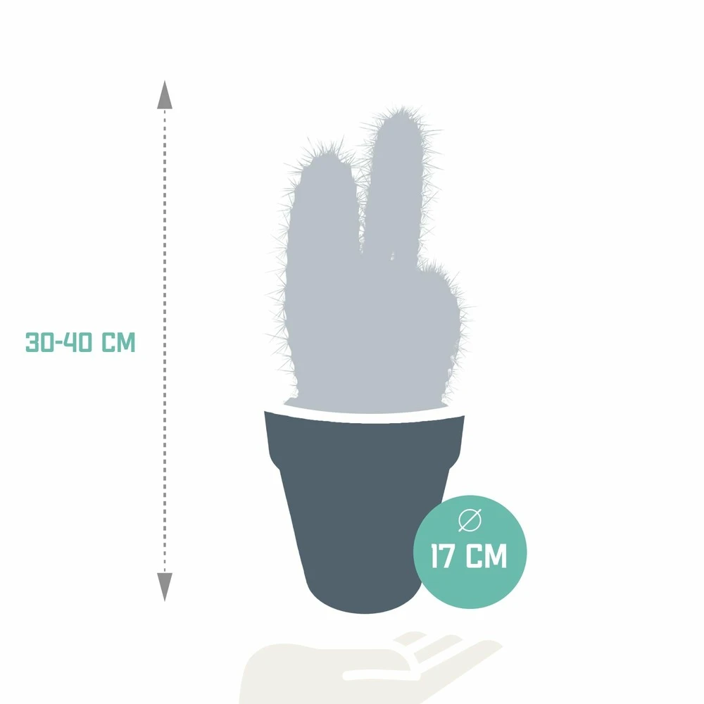 Pilosocereus Azureus Et Son Cache-pot Marron - H40cm, ø17cm - Plante D'intérieur 4 Pilosocereus Azureus Et Son Cache-pot Marron - H40cm, ø17cm - Plante D'intérieur – Image 2
