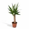 Yucca - H40cm, ø14cm - Plante D'intérieur -VIDA Plantes Magasin 45748ff9871a53db