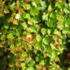 Vigne Vierge à Petites Feuilles 'minutifolia' - Parthenocissus Tricuspidata 3l -VIDA Plantes Magasin 464d0e6f0ab9ff8e