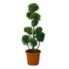 Cupressocyparis Leylandii'Castlewellan Gold' -VIDA Plantes Magasin 467573 001