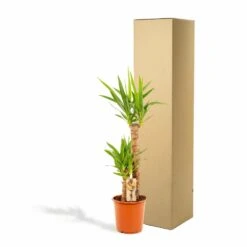 Yucca Xl - H100cm, ø21cm - Très Grande Plante D'intérieur 11 Yucca Xl - H100cm, ø21cm - Très Grande Plante D'intérieur -VIDA Plantes Magasin 46e1c980588c9da6