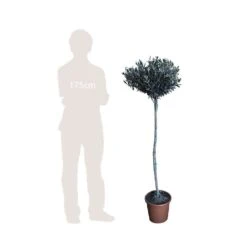 Olivier, Olea Europaea, Sur Tige H120/140cm : Pot D24cm -VIDA Plantes Magasin 471424 002