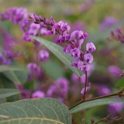 Hardenbergia Violacea - Hardenbergia Violacea 3l -VIDA Plantes Magasin 47162f0063666d97