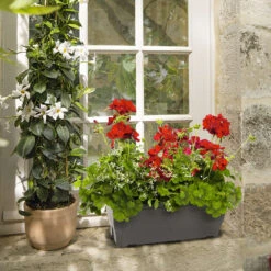 Géranium Calliope + Euphorbe 'Diamond Frost' : Jardinière 50cm -VIDA Plantes Magasin 472303 002