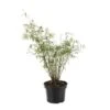 Bambou Non-traçant Fargesia Angustissima 60/80 Cm: Pot De 5 Litres -VIDA Plantes Magasin 479188 002