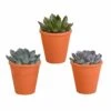 Echeveria Et Leurs Caches-pots Terracotta, Box De 3 Plantes - H12cm, ø9,5cm - Plantes D'intérieur -VIDA Plantes Magasin 48037ecd04df19f4