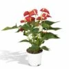 Anthurium Rouge - H55cm, ø17cm - Plante D'intérieur -VIDA Plantes Magasin 48316e5dfc824481