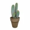 Pilosocereus Azureus Et Son Cache-pot Marron - H40cm, ø17cm - Plante D'intérieur -VIDA Plantes Magasin 487701863271f084