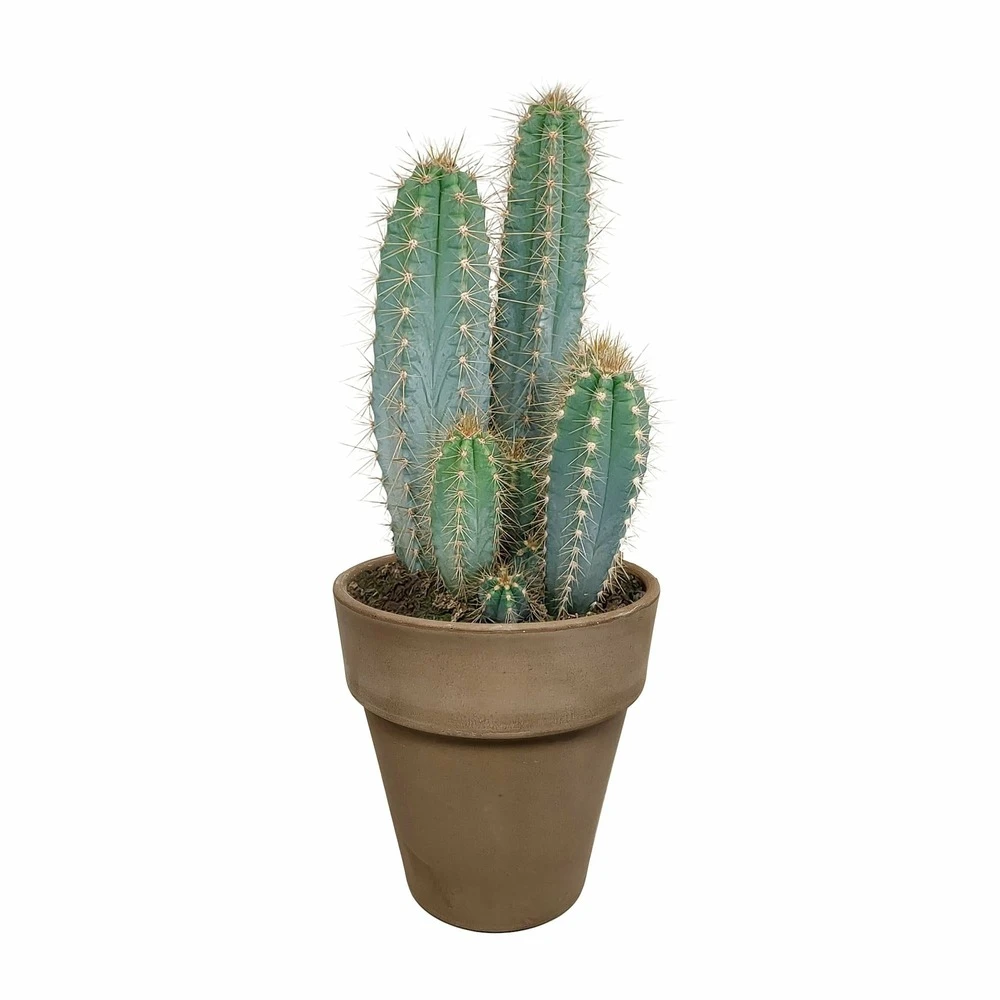 Pilosocereus Azureus Et Son Cache-pot Marron - H40cm, ø17cm - Plante D'intérieur 3 Pilosocereus Azureus Et Son Cache-pot Marron - H40cm, ø17cm - Plante D'intérieur