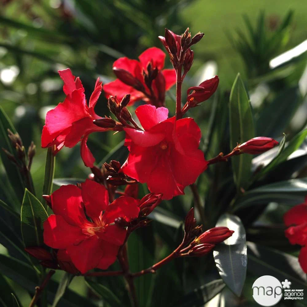 Laurier Rose - Nerium Oleander "Rouge": H70/80cm D25cm: Pot 7 Litres 3 Laurier Rose - Nerium Oleander "Rouge": H70/80cm D25cm: Pot 7 Litres