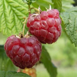 Framboisier 'Glen Ample' Bio : Pot De 3 Litres -VIDA Plantes Magasin 492120 001