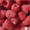 Framboisier 'Glen Ample' Bio : Pot De 3 Litres -VIDA Plantes Magasin 492120 002