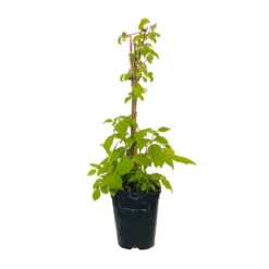 Framboisier 'Glen Ample' Bio : Pot De 3 Litres -VIDA Plantes Magasin 492120 004