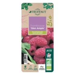 Framboisier 'Glen Ample' Bio : Pot De 3 Litres -VIDA Plantes Magasin 492120 006