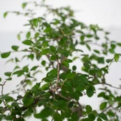 Bonsaï - H20cm, ø15cm - Plante D'intérieur -VIDA Plantes Magasin 492c4bcbc806e882