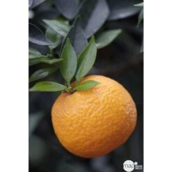 Bergamotier:AB Conteneur 3 Litres 11 Bergamotier:AB Conteneur 3 Litres -VIDA Plantes Magasin 493514 001