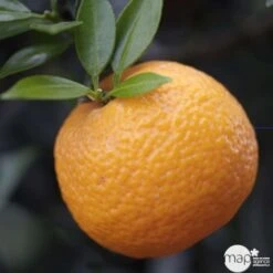 Bergamotier:AB Conteneur 3 Litres 12 Bergamotier:AB Conteneur 3 Litres -VIDA Plantes Magasin 493514 002