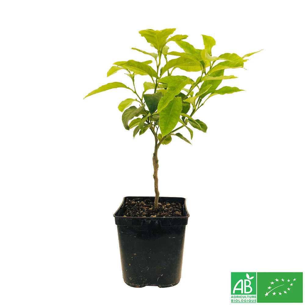 Bergamotier:AB Conteneur 3 Litres 8 Bergamotier:AB Conteneur 3 Litres – Image 6