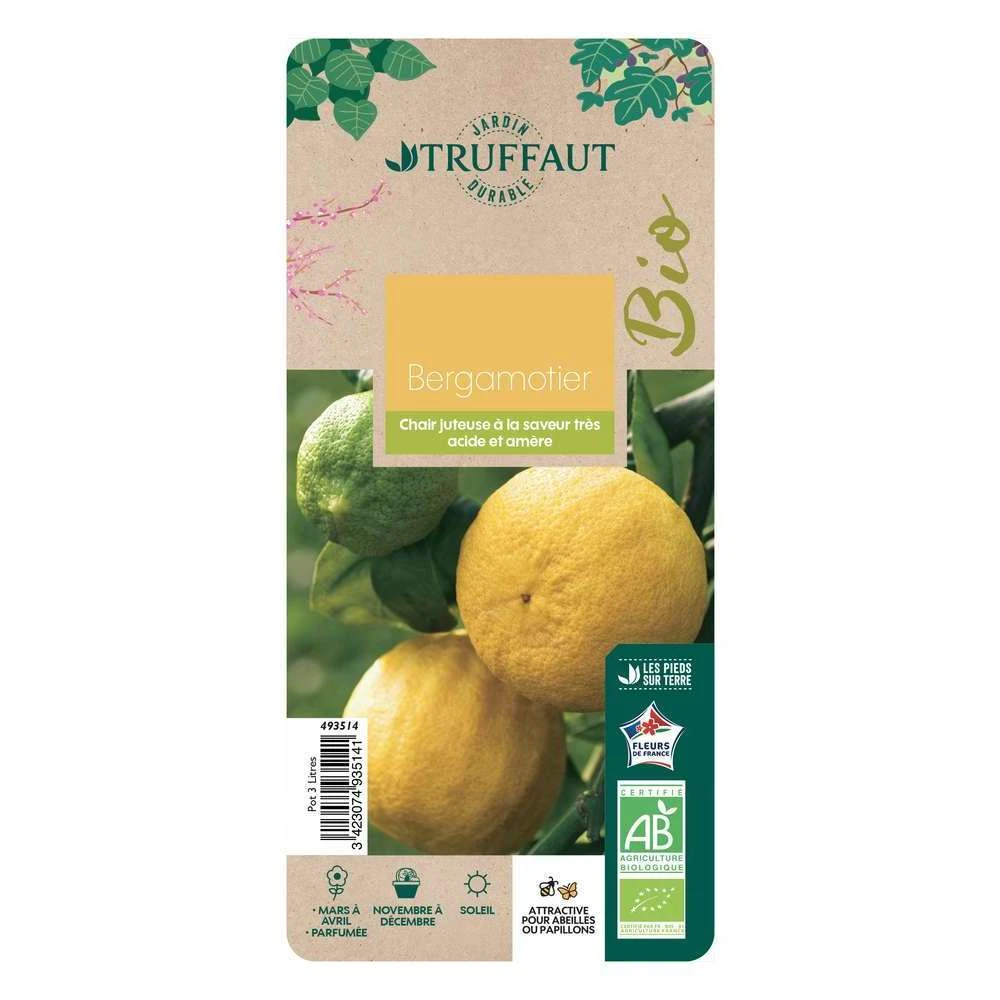 Bergamotier:AB Conteneur 3 Litres 4 Bergamotier:AB Conteneur 3 Litres – Image 2