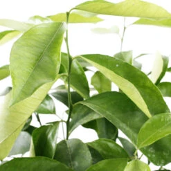 Citronnier 4 Saisons:AB Conteneur 3 Litres -VIDA Plantes Magasin 493516 003