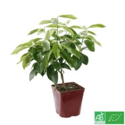 Citronnier 4 Saisons:AB Conteneur 3 Litres -VIDA Plantes Magasin 493516 005