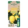 Citronnier 4 Saisons:AB Conteneur 3 Litres -VIDA Plantes Magasin 493516 008