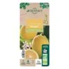 Citronnier Meyer:AB Conteneur 3 Litres -VIDA Plantes Magasin 493531 008