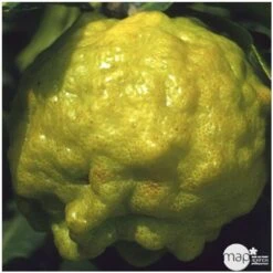 Combava AB :conteneur 3 Litres -VIDA Plantes Magasin 493533 004