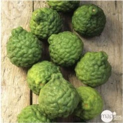 Combava AB :conteneur 3 Litres -VIDA Plantes Magasin 493533 005