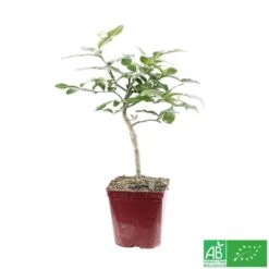 Combava AB :conteneur 3 Litres -VIDA Plantes Magasin 493533 007
