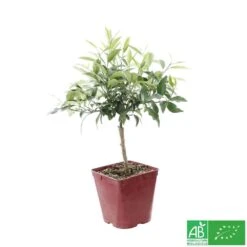 Kumquat : Ctr 3 Litres, Agriculture Biologique -VIDA Plantes Magasin 493534 003