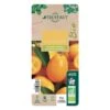 Kumquat : Ctr 3 Litres, Agriculture Biologique -VIDA Plantes Magasin 493534 006