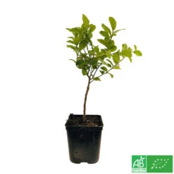 Limettier ' Mexicaine':AB Conteneur 3 Litres -VIDA Plantes Magasin 493535 003