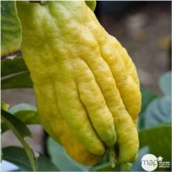 Main De Bouddah:AB Conteneur 3 Litres -VIDA Plantes Magasin 493536 001