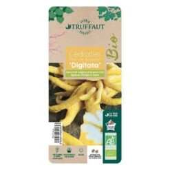 Main De Bouddah:AB Conteneur 3 Litres -VIDA Plantes Magasin 493536 006 1