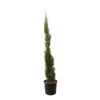 Cupressus Sempervirens 'Totem' :H. 100/110 Cm Pot 10 L -VIDA Plantes Magasin 493919 1756012