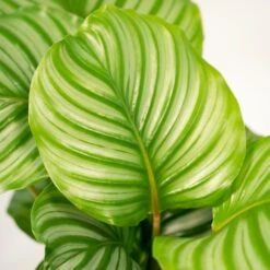 Calathea Orbifolia - H65cm, ø19cm - Plante D'intérieur -VIDA Plantes Magasin 494e9cfff88b8eac