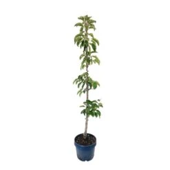 Pommier Colonnaire 'Chenonceau'®: Conteneur 12 Litres -VIDA Plantes Magasin 498583 004