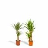 Yucca, Dracaena, Duo De Plantes - Plantes D'intérieur -VIDA Plantes Magasin 4a5b27c9e5e7b2fd