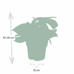 Pothos Scindapsus Pictus Epipremnum - H15cm, ø12cm - Plante D'intérieur Tombante 10 Pothos Scindapsus Pictus Epipremnum - H15cm, ø12cm - Plante D'intérieur Tombante -VIDA Plantes Magasin 4ac80b88f941ba75